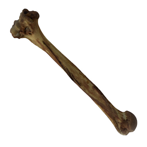 Image of a 3D model of a scanned chimpanzee bone.